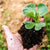 Plywood Sawdust Composting Report